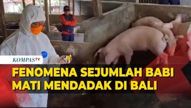 Sejumlah Ternak Babi di Karangasem Bali Mati Mendadak