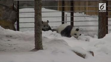 Menggemaskan, Kebun Binatang Finlandia Kenalkan Panda Asal Tiongkok