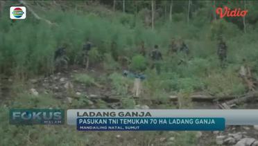 Pasukan TNI Temukan Ladang Ganja - Fokus Malam