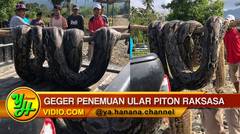 GEGER! Ular Piton Raksasa 7 Meter Ditemukan di Sulawesi Tenggara, Begini Penampakannya