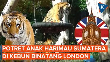 Tingkah Anak Harimau Sumatera Latihan Keseimbangan di Kebun Binatang London
