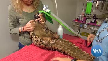 South African Vet Pioneering Medicine for Africa's Endangered Pangolins