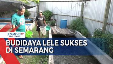 Kontraktor Baja Sukses Budidaya Lele di Tengah Pemukiman Semarang