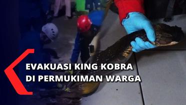 King Kobra Sepanjang 3,7 M Masuk Permukiman
