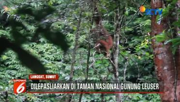 Usai Ditangkap Warga, Orangutan Ini Dilepasliarkan di Taman Nasional Gunung Leuser - Liputan6 Pagi