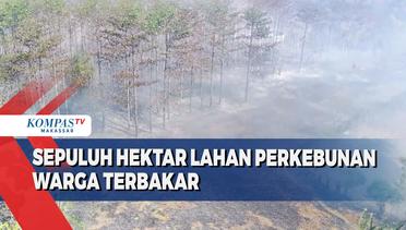 Sepuluh Hektar Lahan Perkebunan Warga Terbakar