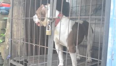 Ini Anjing Pitbull yang Menggigit Bocah Hingga Tewas di Kota Malang