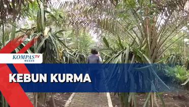 Berwisata di Kebun Kurma di Kabupaten Karo