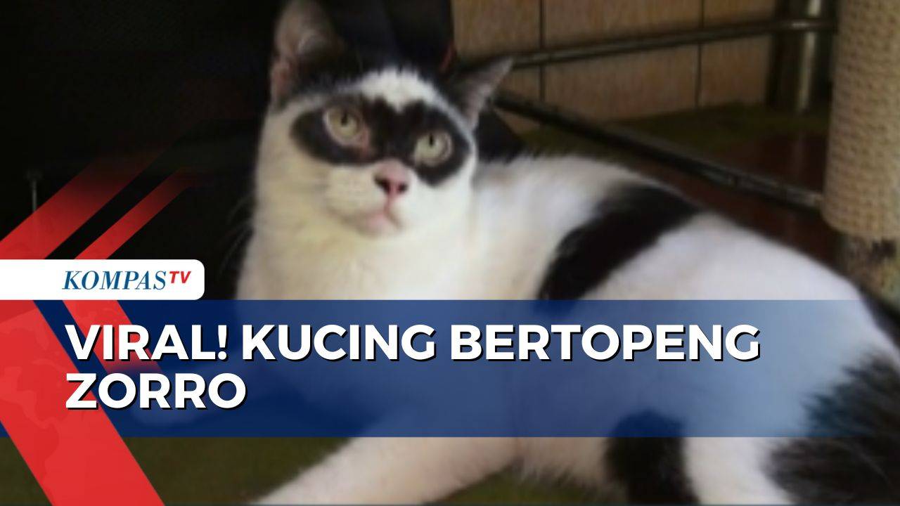 Kucing Bertopeng Zorro Viral ke Mancanegara, Pemilik Raup Keuntungan