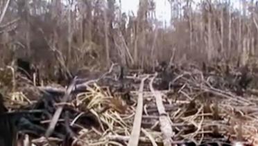 VIDEO: Kamp Penebangan Hutan Ilegal di Muaro Jambi Terlacak