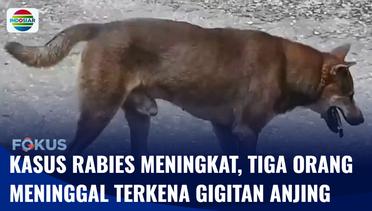 Kasus Rabies Meningkat, Tiga Orang Meninggal Terkena Gigitan Anjing | Fokus