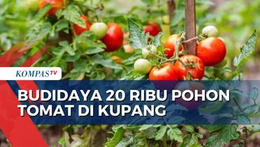 Warga Kupang Raup Cuan dari Hasil Budidaya 20 Ribu Pohon Tomat