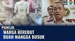 Khawatir Dampak Kesehatan, Mangga Ilegal Dimusnahkan, Tapi Warga Tetap Berebut | Fokus