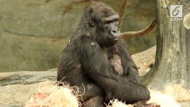 Gorila Langka Melahirkan Bayi Perempuan 