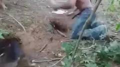 Teknik Menangkap Babi yang Hidup di Tanah