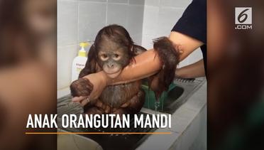Lucu, Ekspresi Anak Orangutan Saat Dimandikan