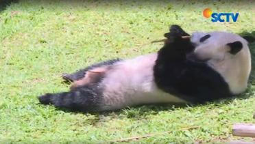 Panda Cai Tao dan Hu Chun di Taman Safari Bisa Dilihat Bulan Ini - Liputan 6 Petang