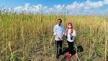 Presiden Jokowi dan Ibu Iriana Tinjau Pengolahan Hasil Panen Sorgum, Sumba Timur, 2 Juni 2022