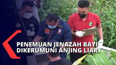 Curiga dengan Kerumunan Anjing Liar, Penjaga Pemakaman di Makassar Temukan Jenazah Bayi Terlantar