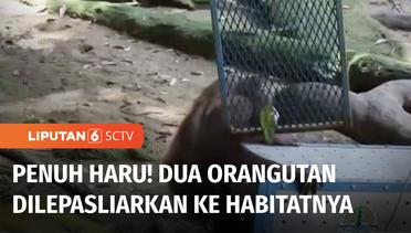 Dua Orangutan Dilepasliarkan ke Habitatnya, Taman Nasional Betung Kerihun | Liputan 6
