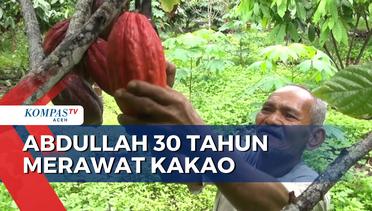 Abdullah 30 Tahun Merawat Kakao Seperti Merawat Anak Sendiri