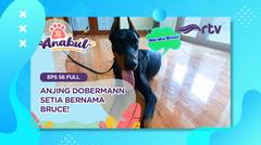 Si Anabul RTV - Anabul Sangar namun Setia, Anjing Dobermann (episode 56)