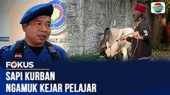 Sapi Kurban Diduga Stres Mengamuk di Kebon Jeruk, Kejar Pelajar dan Timbulkan Kepanikan | Fokus