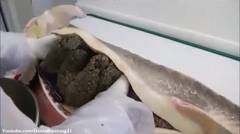 Unik!! Begini Cara Memproduksi Telur Ikan Termahal Di Dunia 