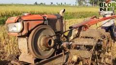 Traktor Sawah G1000 Model Lama Libas Lahan Keras Musim Kemarau