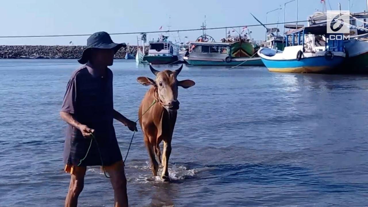 Jelang Idul Adha, Sapi Situbondo Dilempar ke Laut - Liputan6.com | Vidio