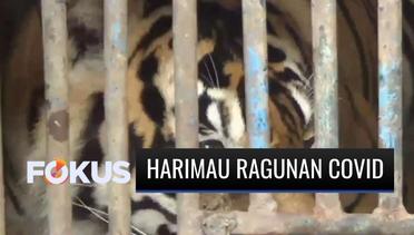 2 Harimau di Taman Margasatwa Ragunan Jakarta Positif Covid-19 | Fokus