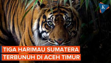 Polisi Buru Pembunuh Tiga Harimau Sumatera di Aceh Timur