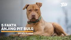 Membuat Bocah Kritis, Inilah 5 Fakta Anjing Pitbull