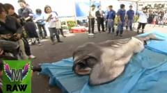 Hiu Alien Tertangkap di Perairan Jepang
