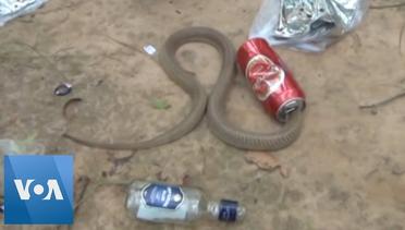 Snake Freed from Beer Can in India