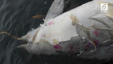 Misteri Matinya Puluhan Lumba-Lumba di Brazil