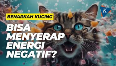 Benarkah Kucing Bisa Menyerap Energi Negatif?