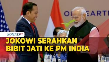 Momen Jokowi Serahkan Bibit Pohon Jati ke PM India Modi di KTT G20