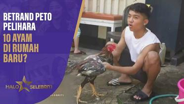 Betrand Peto Pelihara 10 Ayam Di Rumah Baru? | Halo Selebriti