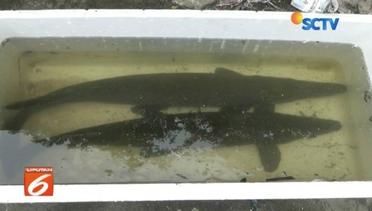 Ikan Aligator Mirip Buaya Ditemukan Hidup di Kali Item - Liputan 6 Pagi