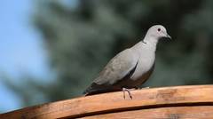Dove Bird Feather Fly City Pigeon Garden Plumage No Copyright