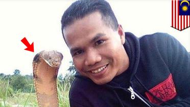 Snake Whisperer dari Malaysia meninggal setelah digigit ular kobra - TomoNews