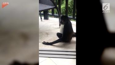 Aksi Monyet Curi Buah di Kamar Hotel