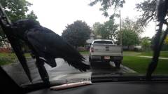 Aksi Burung Gagak Bertengger di Wiper Mobil yang Menyala