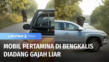 Gajah Liar Adang Mobil Operasional Pertamina di Bengkalis, Riau | Liputan 6
