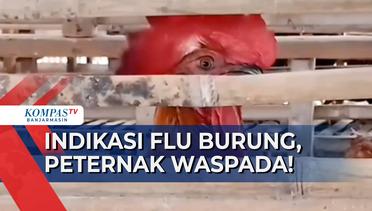 Kasus Flu Burung Terindikasi di Kalsel, Peternak Banjarbaru Semakin Waspada