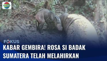 Rosa, Badak Sumatera di Taman Nasional Way Kambas Melahirkan Bayi Betina! | Fokus