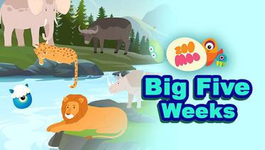 Big Five Week - ZooMoo