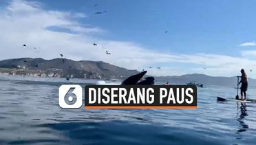 Detik-Detik Paus Bungkuk Nyaris Menelan Dua Orang