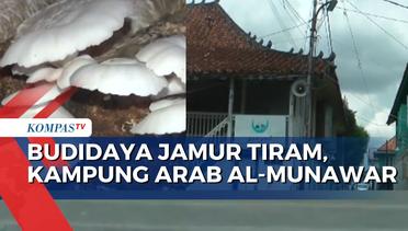 Peluang Bisnis Budidaya Jamur Tiram, Wisata Religi Kampung Arab Al-Munawar -CERNUS